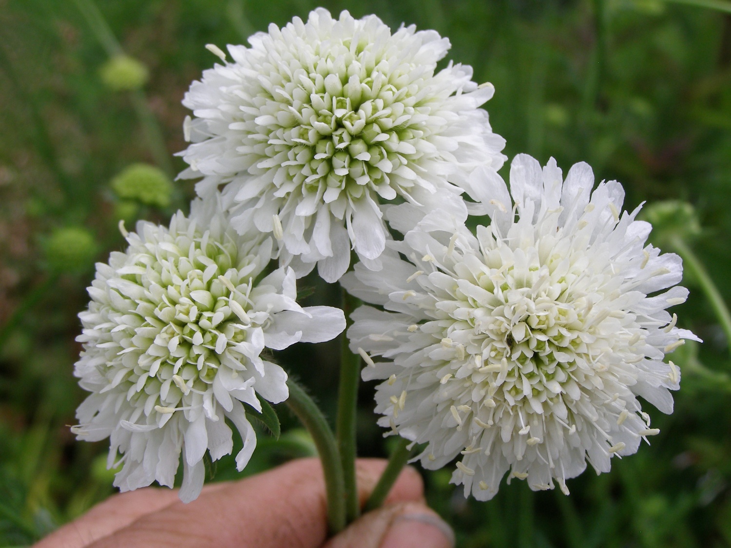 Knautia Arvensis 'Galley White'